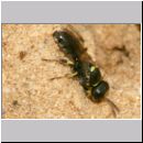 Crossocerus wesmaeli - Grabwespe 01 5mm.jpg